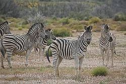Safari - zebra's