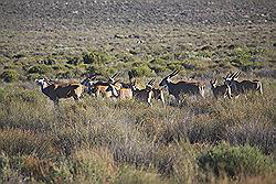 Kagga Kamma - kudde wilde dieren, waaronder ook zebra's