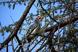 Mziki Safari Park - op het terrein van de Lodge zijn mooie vogels te zien