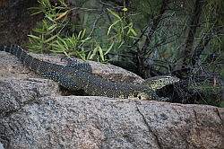 Mziki Safari Park - grote salamander