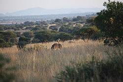 Mziki Safari Park - struisvogel