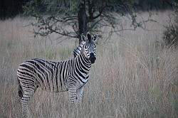 Mziki Safari Park - zebra
