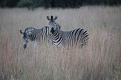 Mziki Safari Park - zebra's
