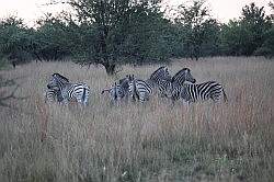 Mziki Safari Park - zebra's