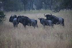 Mziki Safari Park - een kudde wildebeesten