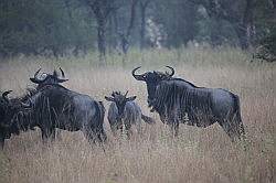 Mziki Safari Park - een kudde wildebeesten
