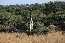 Mziki Safari Park - giraffe