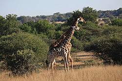 Mziki Safari Park - giraffen