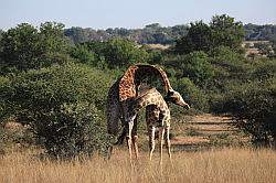 Mziki Safari Park - giraffen