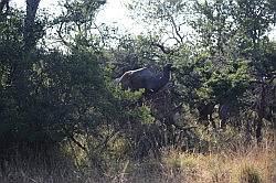 Mziki Safari Park - olifanten