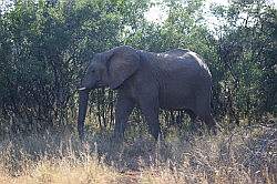 Mziki SaMziki Safari Park - olifant