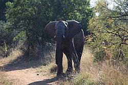 Mziki Safari Park - olifant
