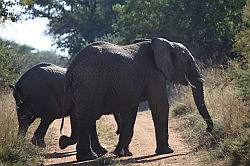 Mziki Safari Park - olifanten