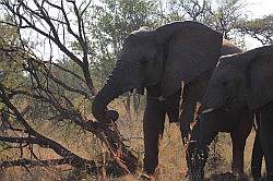 Mziki Safari Park - olifanten die even een boom slopen; ze eten de wortels