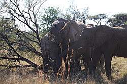 Mziki Safari Park - olifanten die even een boom slopen