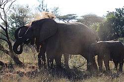 Mziki Safari Park - olifanten die even een boom slopen