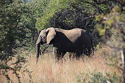Mziki Safari Park - olifant