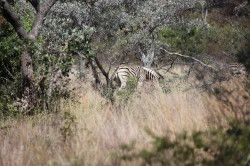 Shibula - onderweg naar Shibula Lodge; zebra's