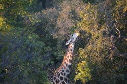 Shibula - ochtend safari; giraffe in de ochtendzon