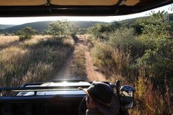 Shibula - ochtend safari