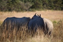 Shibula - ochtend safari; neushoorns met vogels op hun rug, die de teken weghalen