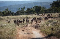 Shibula - ochtend safari; kudde Impala's
