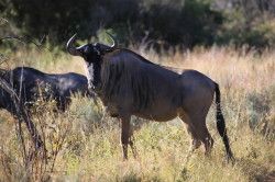 Shibula - ochtend safari; Wildebeest of Gnoe