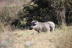 Shibula - ochtend safari; Wrattenzwijn