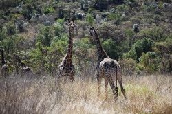 Shibula - terugweg; giraffen