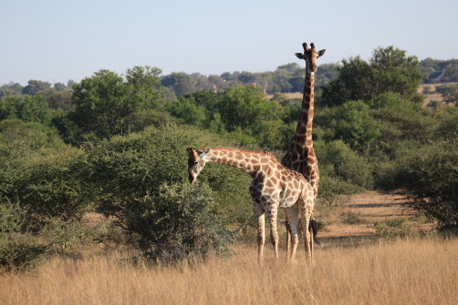 Safari vlak bij Johannesburg
